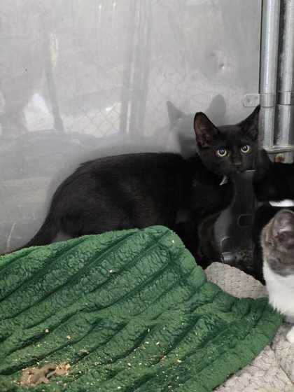 PAWN - Domestic Shorthair / Mix available for adoption