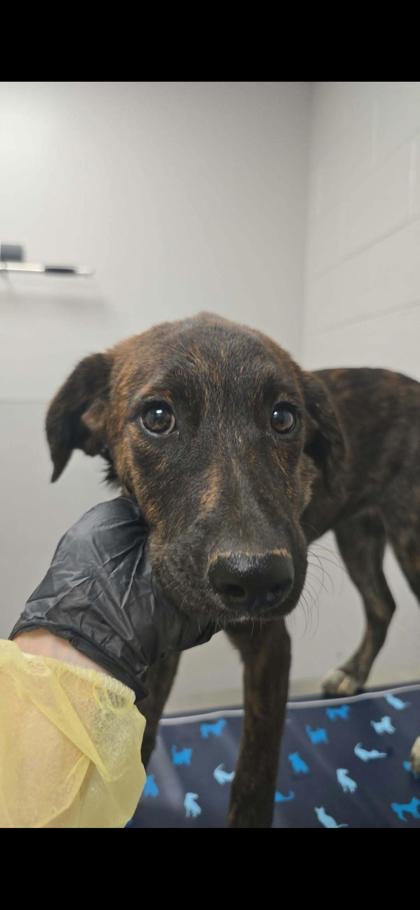STARLET - Hound / Mix available for adoption