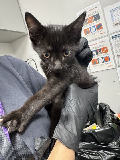 COSMIC BROWNIE - Domestic Shorthair / Mix available for adoption