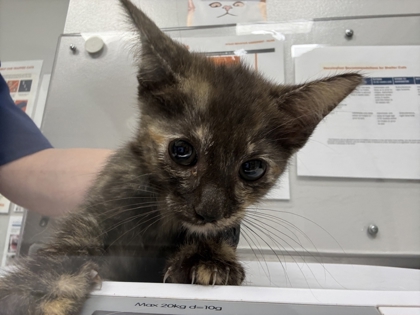 CASEY - Domestic Shorthair / Mix available for adoption