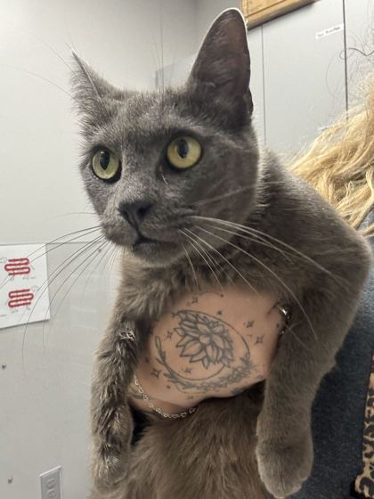 CORRINE - Domestic Shorthair / Mix available for adoption