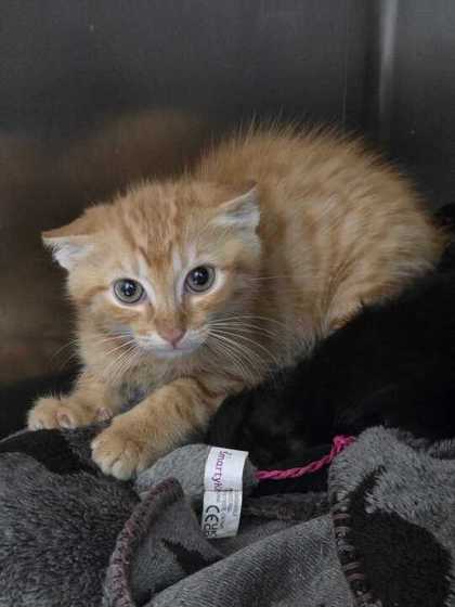 STOICK THE VAST - Domestic Shorthair / Mix available for adoption