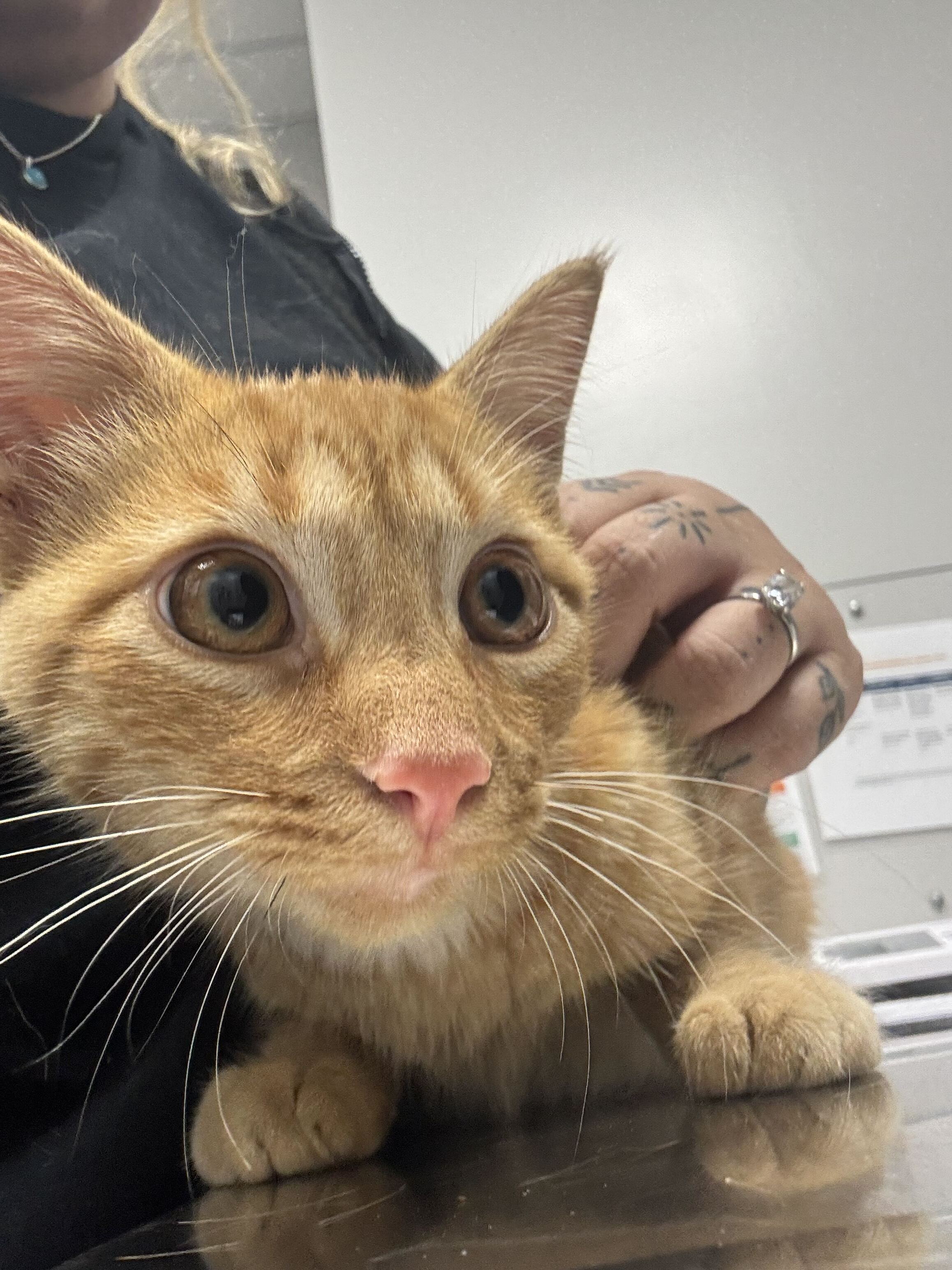 CORNUCOPIA - Domestic Shorthair / Mix available for adoption