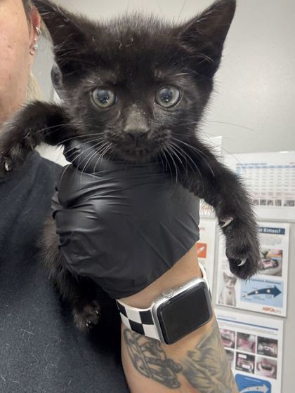 ASTRAE - Domestic Shorthair / Mix available for adoption