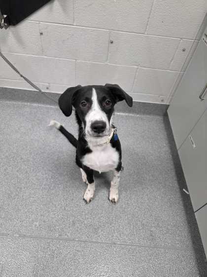 MIMIC - Border Collie / Mix available for adoption