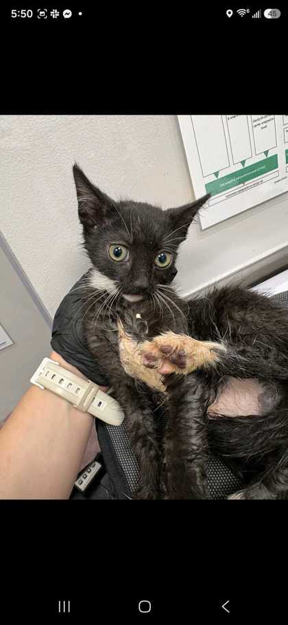 BRISBEE - Domestic Shorthair / Mix available for adoption