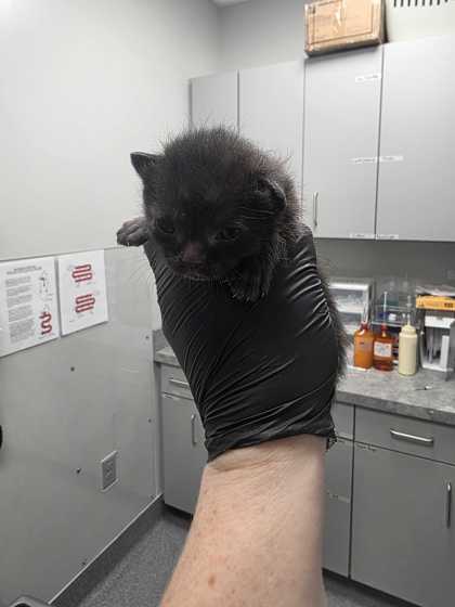 GRUMBLE - Domestic Shorthair / Mix available for adoption
