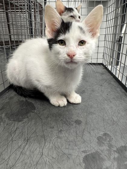 WHITE RABBIT - Domestic Shorthair / Mix available for adoption