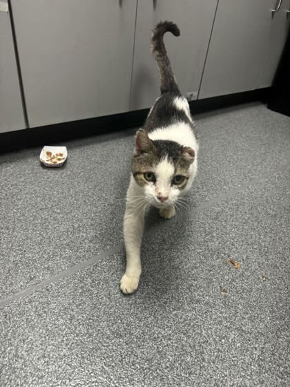 QUASIMODO - Domestic Shorthair / Mix available for adoption
