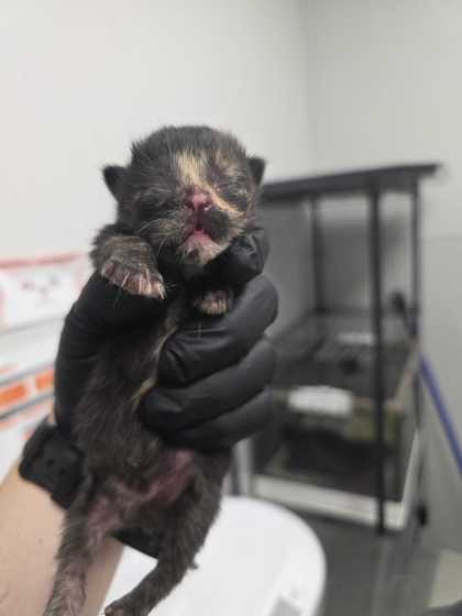 ANWEN - Domestic Shorthair / Mix available for adoption