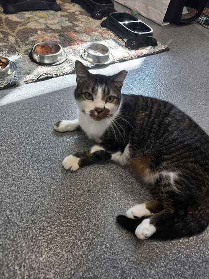 SPECKLES - Domestic Shorthair / Mix available for adoption