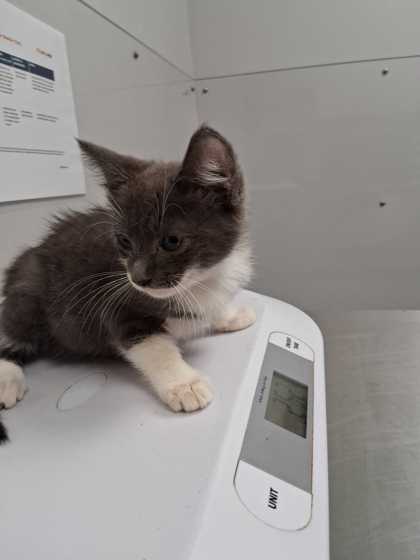 LEO - Domestic Shorthair / Mix available for adoption
