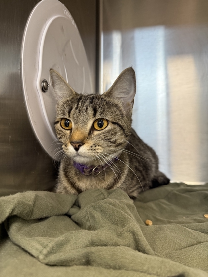 RABBIT - Domestic Shorthair / Mix available for adoption