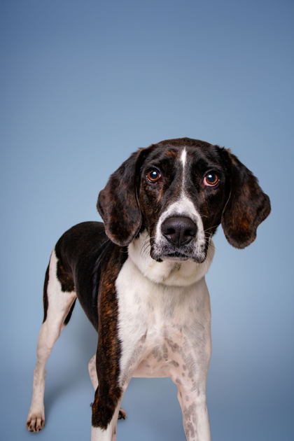JEREMY - Coonhound / Mix available for adoption