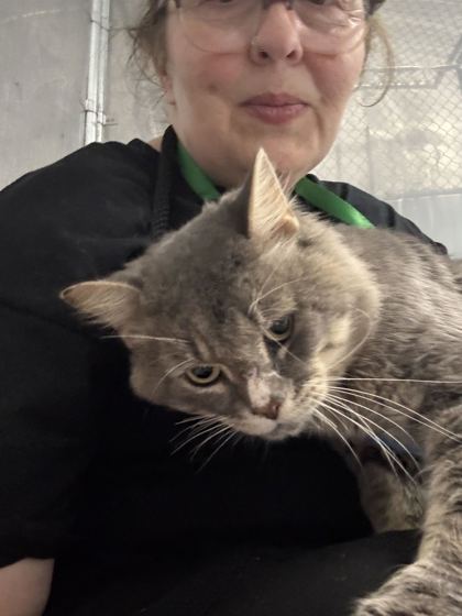 ASTRO - Domestic Shorthair / Mix available for adoption