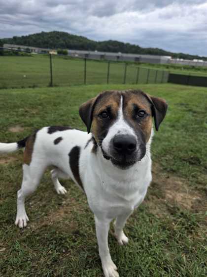 MYLOH - Hound / Mix available for adoption