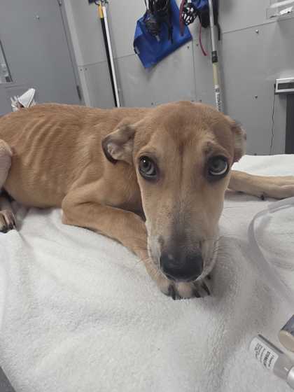 HOLLAND - Shepherd / Mix available for adoption