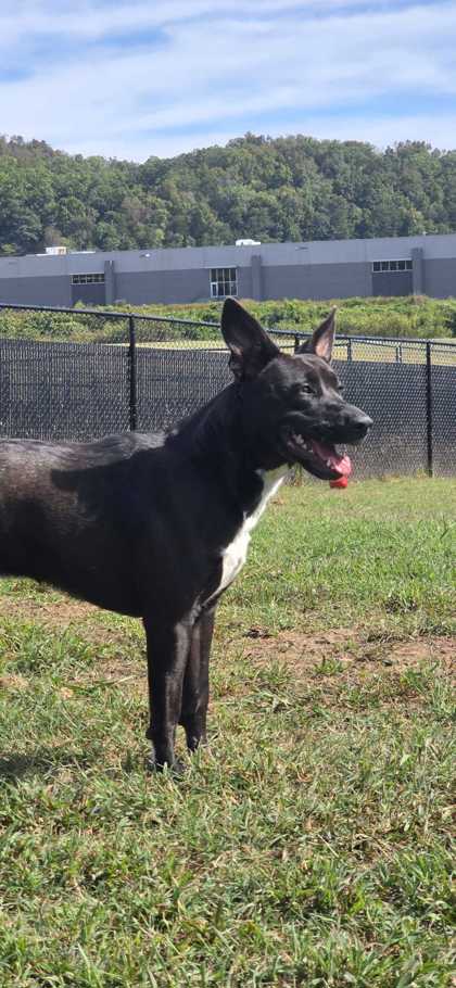 NAY NAY - Australian Cattle Dog / Mix available for adoption