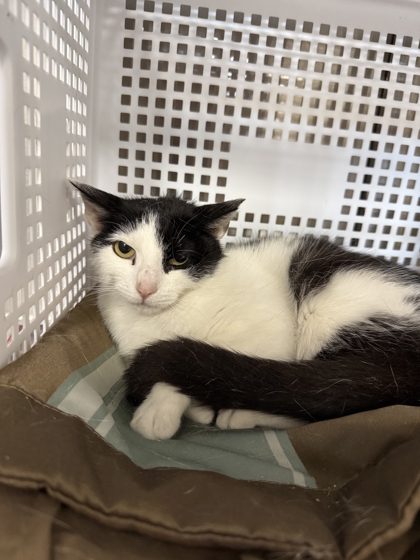 CROSSWORD - Domestic Shorthair / Mix available for adoption