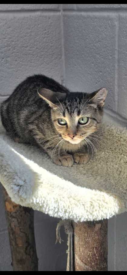 FREEZE - Domestic Shorthair / Mix available for adoption
