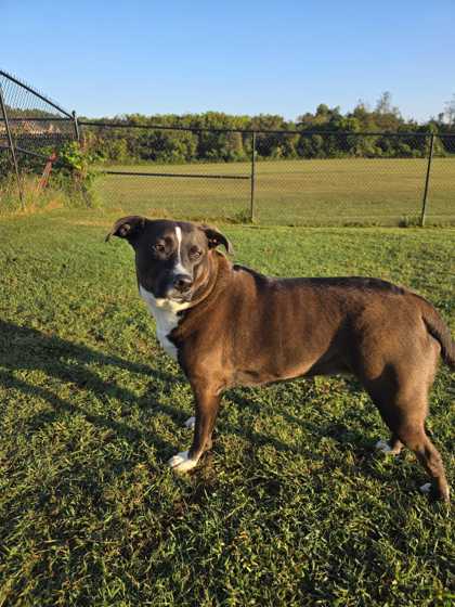 FOXY ROXY - Pit Bull Terrier / Mix available for adoption