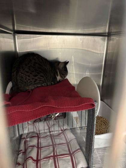 EMBER - Domestic Shorthair / Mix available for adoption