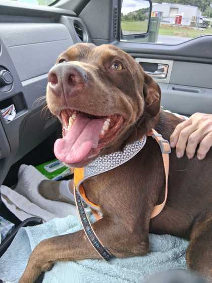 REDD - Mixed Breed, Large (over 44 lbs fully grown) / Mix available for adoption