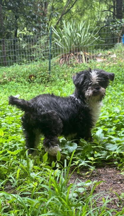 V (FOR VENDETTA) - Mixed Breed, Small (under 24 lbs fully grown) / Mix available for adoption