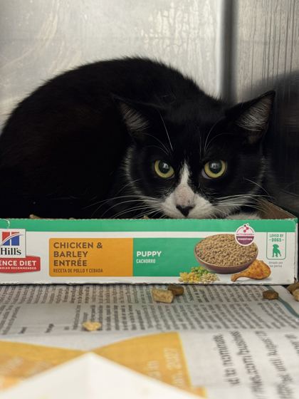 BUGS - Domestic Shorthair / Mix available for adoption