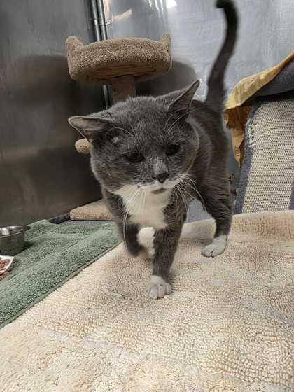 CATALAC - Domestic Shorthair / Mix available for adoption
