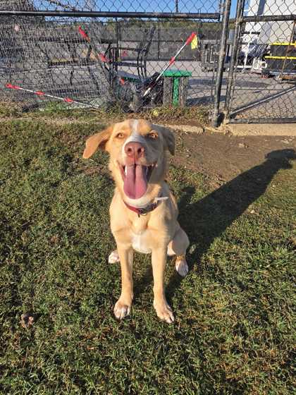 BOONANA - Smooth Collie / Mix available for adoption