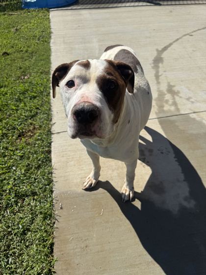 KEVIN - Hound / Mix available for adoption
