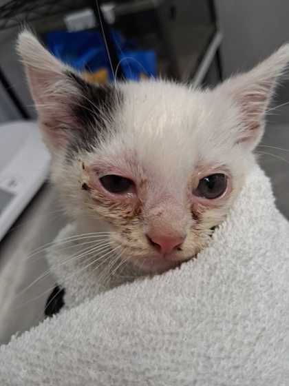 COOLIO - Domestic Medium Hair / Mix available for adoption