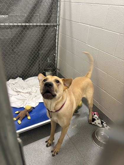 AREZ - Mixed Breed, Large (over 44 lbs fully grown) / Mix available for adoption