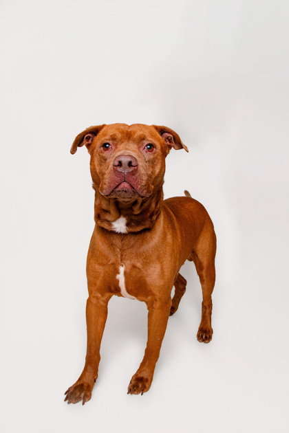 BARK JOVI - Mixed Breed, Large (over 44 lbs fully grown) / Mix available for adoption