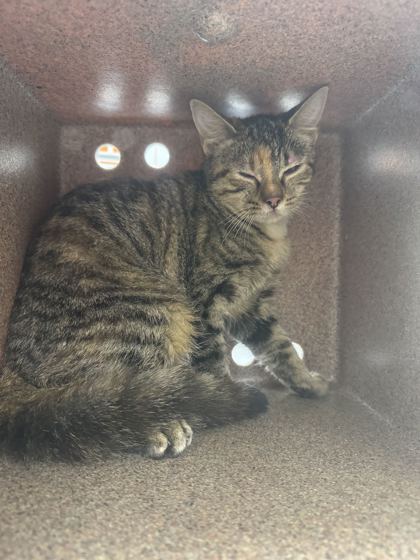 ANNABELLE - Domestic Shorthair / Mix available for adoption