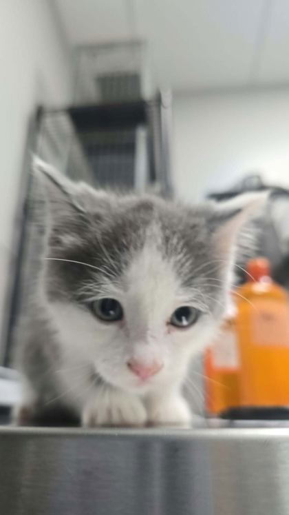 GLOWBUG - Domestic Shorthair / Mix available for adoption
