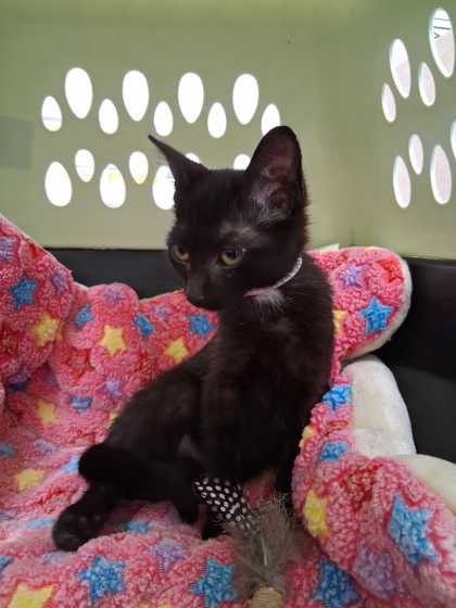 BAYLEIGH - Domestic Shorthair / Mix available for adoption