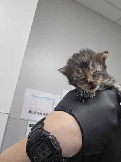 HESPER - Domestic Shorthair / Mix available for adoption