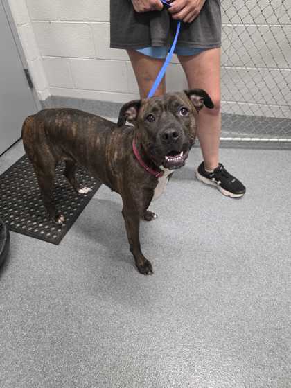 BERKLEY - Mountain Cur / Mix available for adoption