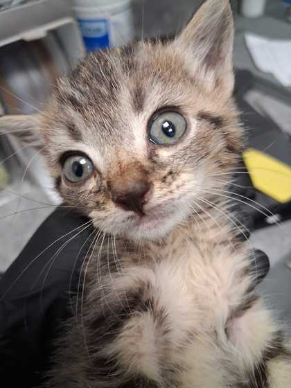 BACKBEND - Domestic Shorthair / Mix available for adoption