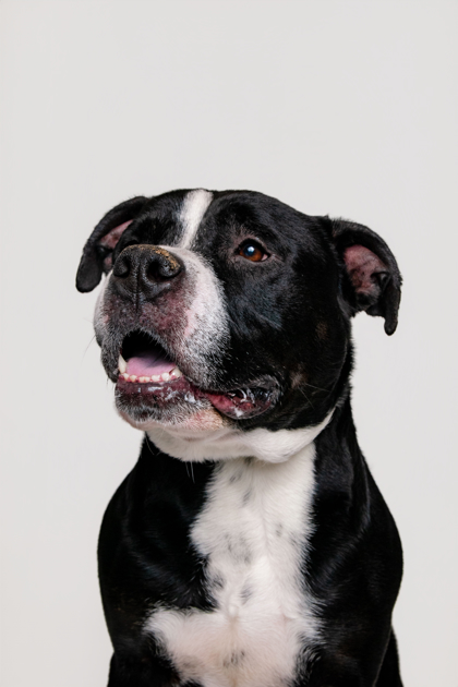 DOMINO - Mixed Breed, Large (over 44 lbs fully grown) / Mix available for adoption