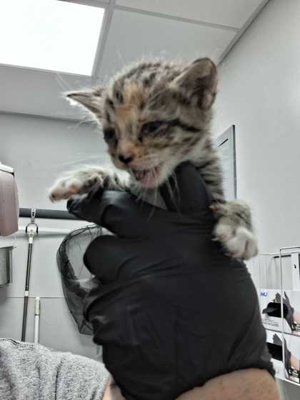 DEMMY - Domestic Shorthair / Mix available for adoption