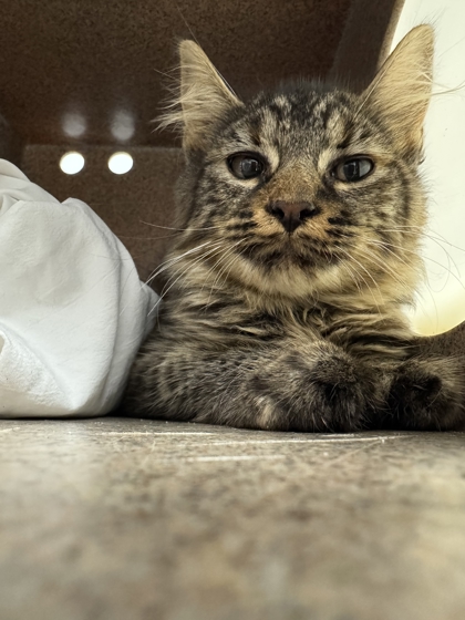 CHIRP - Domestic Shorthair / Mix available for adoption