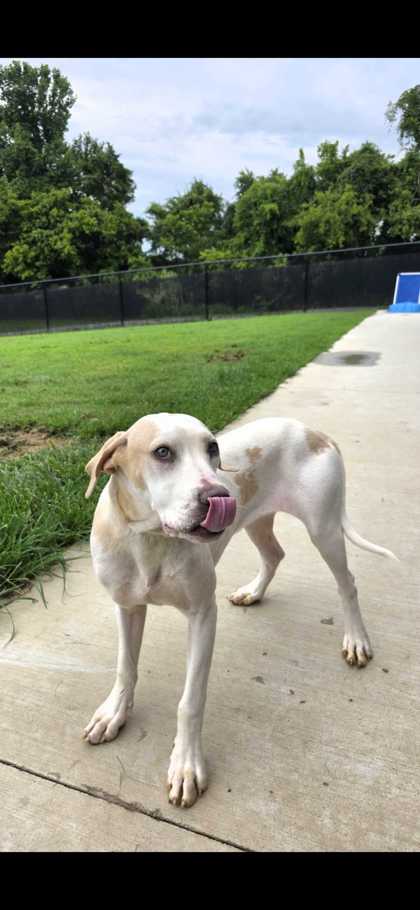 MELODY - Mixed Breed, Large (over 44 lbs fully grown) / Mix available for adoption