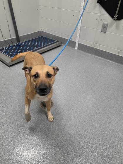YATES - American Blue Heeler / Mix available for adoption