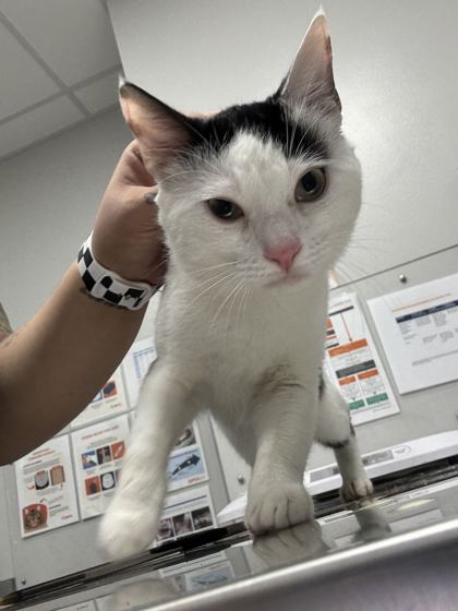 MEMPHIS - Domestic Shorthair / Mix available for adoption