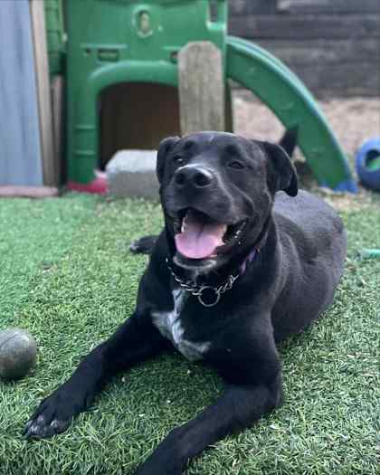 SCOUT - Labrador Retriever / Mix available for adoption