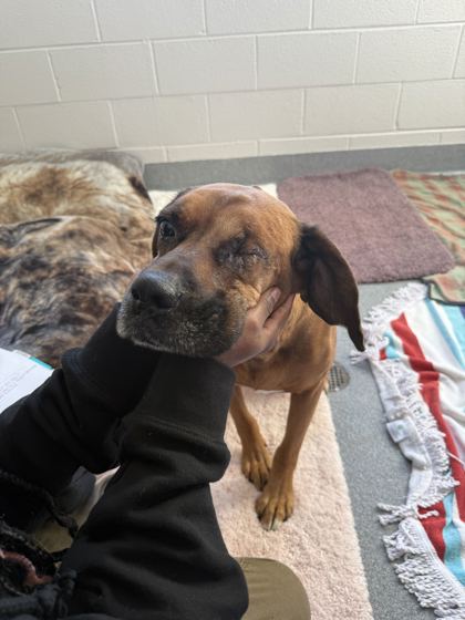 MILO - Redbone Coonhound / Mix available for adoption