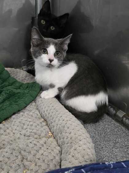 BISHOP - Domestic Shorthair / Mix available for adoption